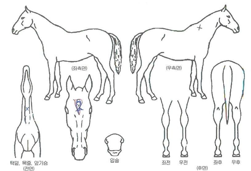 »ïµµÅëÀÏÀÇ Ãø¸é,¿ì¸é,µÞ¸é,µÎ»ó,´Ù¸®ÀÇ Æ¯Â¡µµÇØ