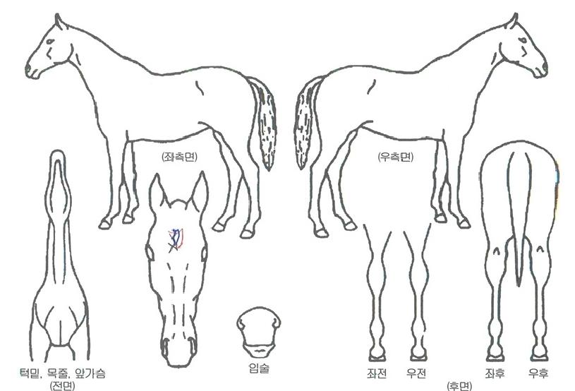 ¹éµÎ¿µ¿õÀÇ Ãø¸é,¿ì¸é,µÞ¸é,µÎ»ó,´Ù¸®ÀÇ Æ¯Â¡µµÇØ