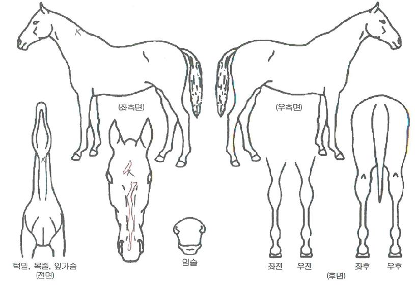 ÇÏÀÌ¿þÀÌÀÇ Ãø¸é,¿ì¸é,µÞ¸é,µÎ»ó,´Ù¸®ÀÇ Æ¯Â¡µµÇØ
