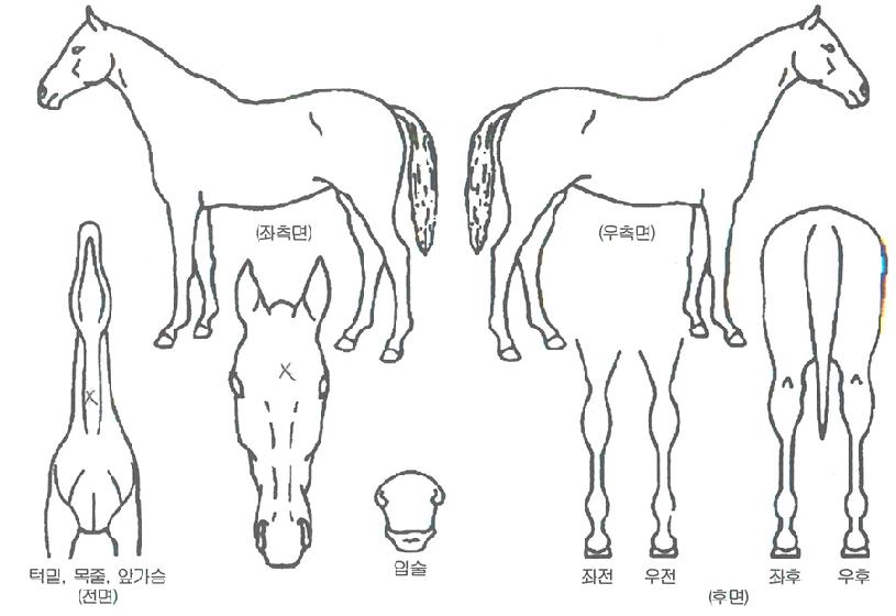 ��������ڸ��� ����,���,�޸�,�λ�,�ٸ��� Ư¡����