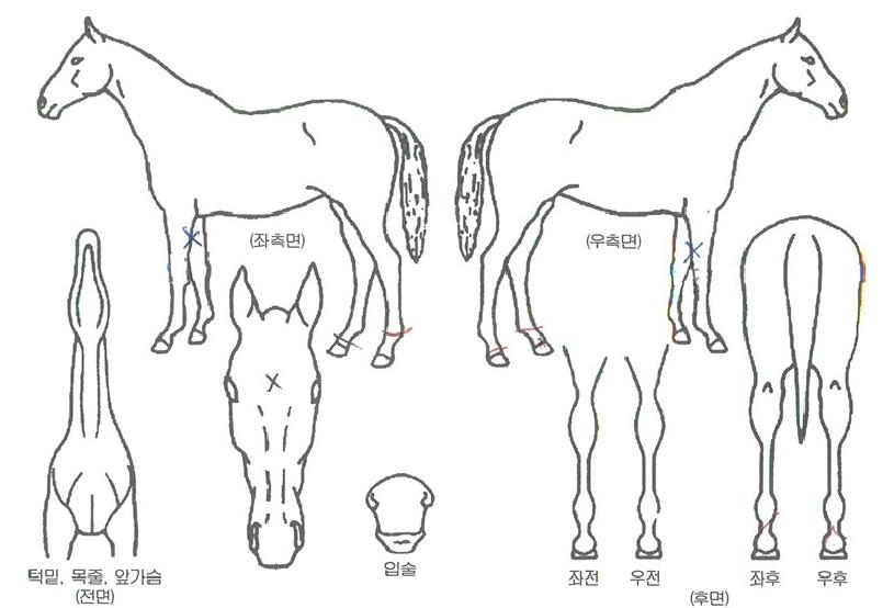 ÄÁ¼Áµå¸²ÀÇ Ãø¸é,¿ì¸é,µÞ¸é,µÎ»ó,´Ù¸®ÀÇ Æ¯Â¡µµÇØ