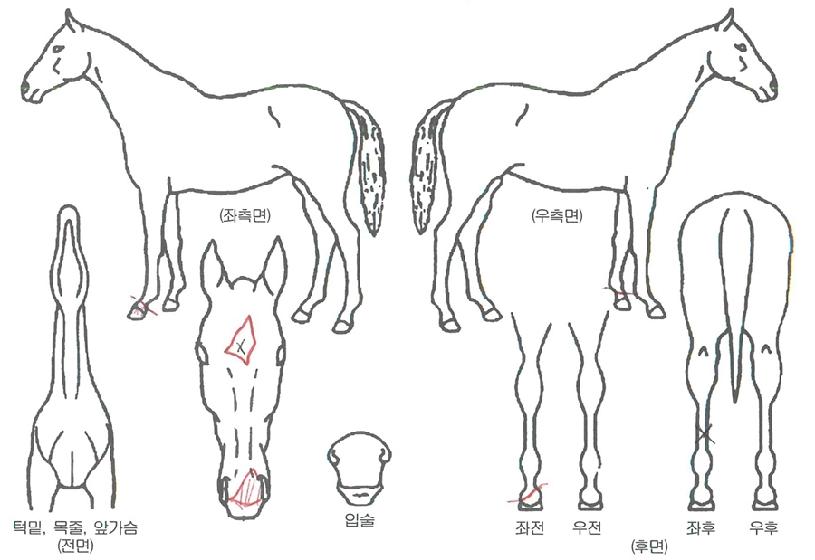 ���۸����� ����,���,�޸�,�λ�,�ٸ��� Ư¡����