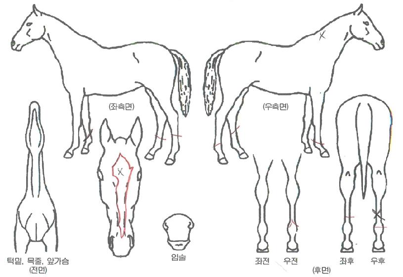 µå·¡°ï½ºÇǵåÀÇ Ãø¸é,¿ì¸é,µÞ¸é,µÎ»ó,´Ù¸®ÀÇ Æ¯Â¡µµÇØ