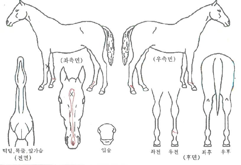 ¹«ÆÐ¸¶¸¶ÀÇ Ãø¸é,¿ì¸é,µÞ¸é,µÎ»ó,´Ù¸®ÀÇ Æ¯Â¡µµÇØ