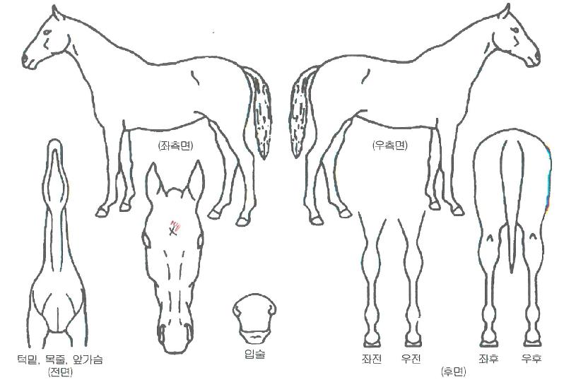 °³¼¼ÁöÀçÀÚ¸¶ÀÇ Ãø¸é,¿ì¸é,µÞ¸é,µÎ»ó,´Ù¸®ÀÇ Æ¯Â¡µµÇØ