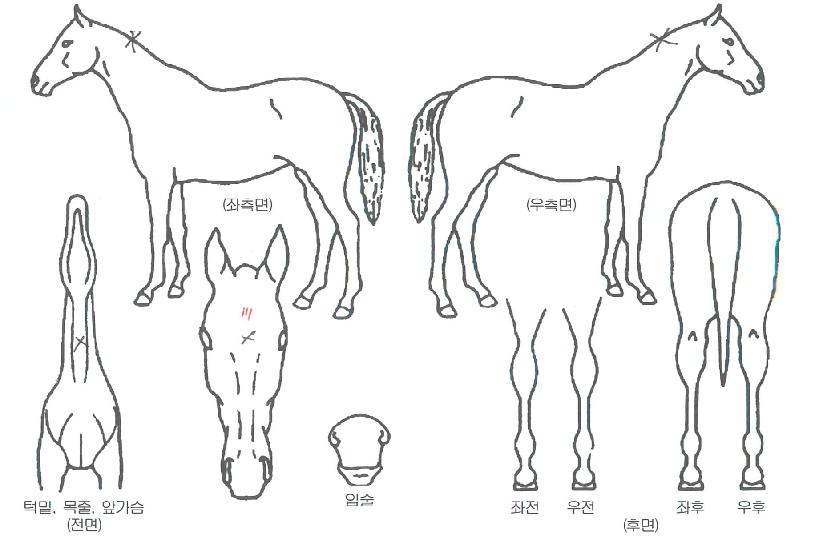 �ٴ������ڸ��� ����,���,�޸�,�λ�,�ٸ��� Ư¡����