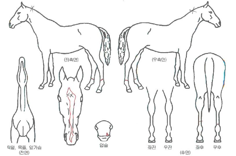 ¹éÀü¿©¿ÕÀÇ Ãø¸é,¿ì¸é,µÞ¸é,µÎ»ó,´Ù¸®ÀÇ Æ¯Â¡µµÇØ