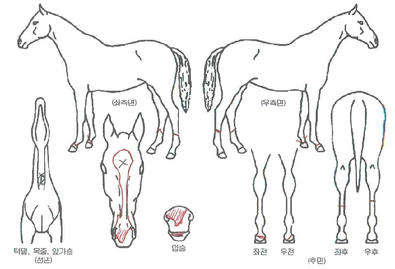 °úõÁ¤»óÀÇ Ãø¸é,¿ì¸é,µÞ¸é,µÎ»ó,´Ù¸®ÀÇ Æ¯Â¡µµÇØ