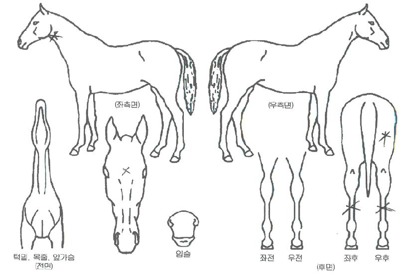 ½Â¸®È¯ÈñÀÇ Ãø¸é,¿ì¸é,µÞ¸é,µÎ»ó,´Ù¸®ÀÇ Æ¯Â¡µµÇØ