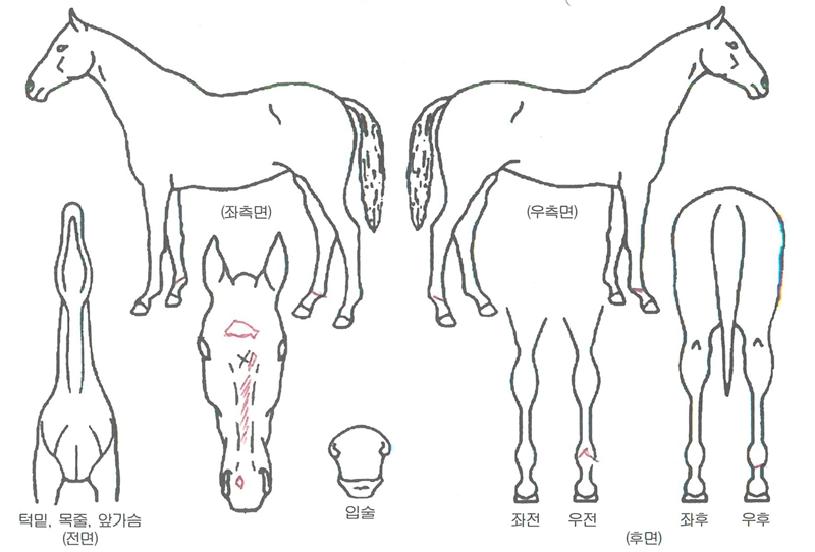 ½´°ÅĹÀÇ Ãø¸é,¿ì¸é,µÞ¸é,µÎ»ó,´Ù¸®ÀÇ Æ¯Â¡µµÇØ