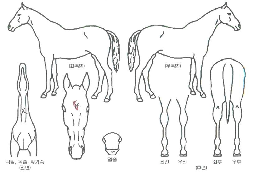 Ȳ±Ý´Á´ëÀÇ Ãø¸é,¿ì¸é,µÞ¸é,µÎ»ó,´Ù¸®ÀÇ Æ¯Â¡µµÇØ