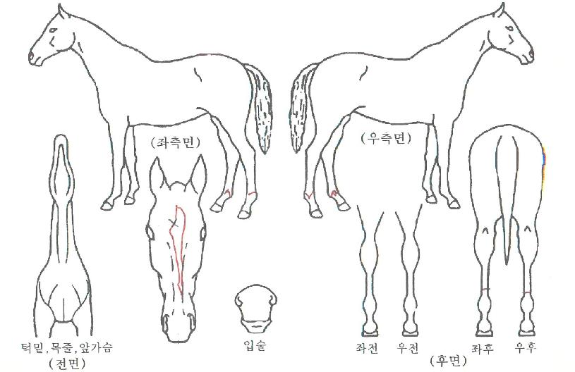 ŽÅÀÇ Ãø¸é,¿ì¸é,µÞ¸é,µÎ»ó,´Ù¸®ÀÇ Æ¯Â¡µµÇØ