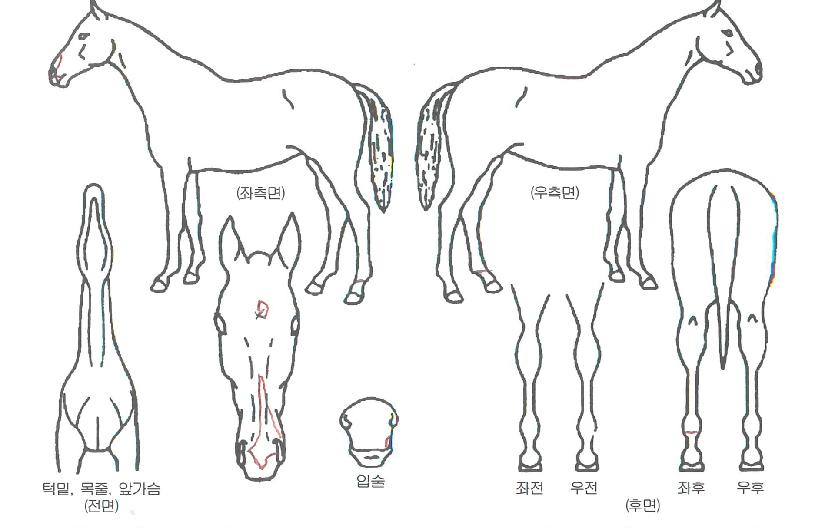 ¸Þ´Ï¹ÂÁ÷ÀÇ Ãø¸é,¿ì¸é,µÞ¸é,µÎ»ó,´Ù¸®ÀÇ Æ¯Â¡µµÇØ