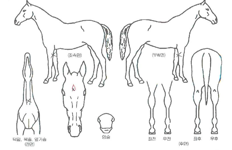 �ʾ��� ����,���,�޸�,�λ�,�ٸ��� Ư¡����