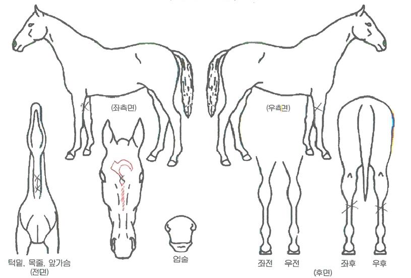 ÇØ½ÅÀÇ Ãø¸é,¿ì¸é,µÞ¸é,µÎ»ó,´Ù¸®ÀÇ Æ¯Â¡µµÇØ