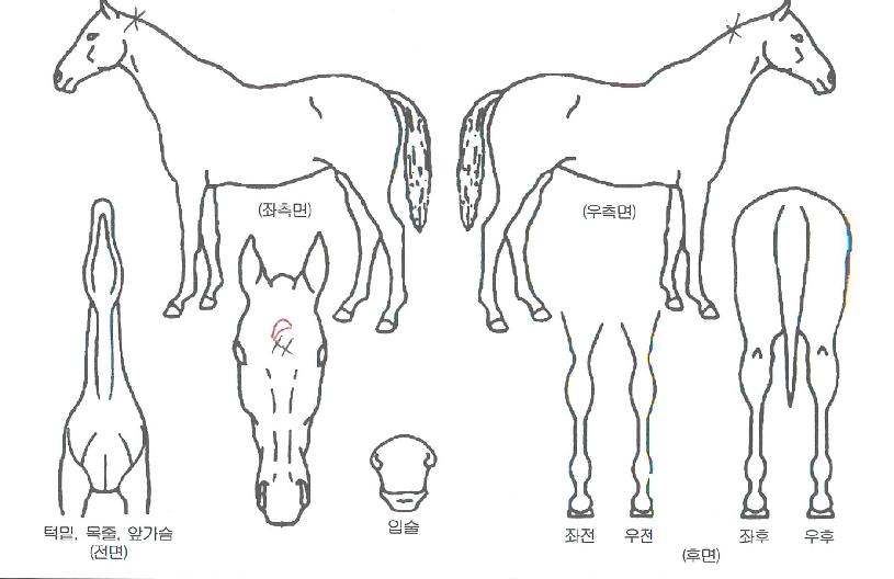 Á־󏮯ÄÅ©ÀÇ Ãø¸é,¿ì¸é,µÞ¸é,µÎ»ó,´Ù¸®ÀÇ Æ¯Â¡µµÇØ