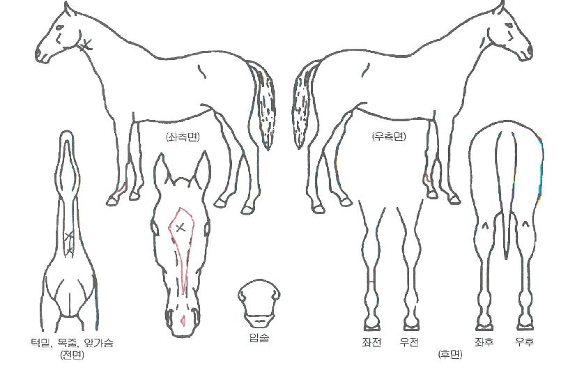 ��������ڸ��� ����,���,�޸�,�λ�,�ٸ��� Ư¡����