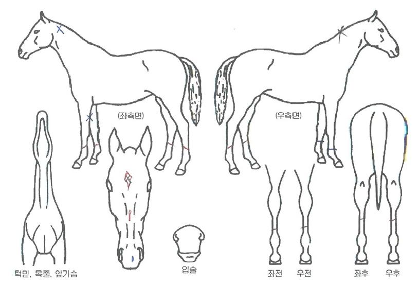 ������������ ����,���,�޸�,�λ�,�ٸ��� Ư¡����