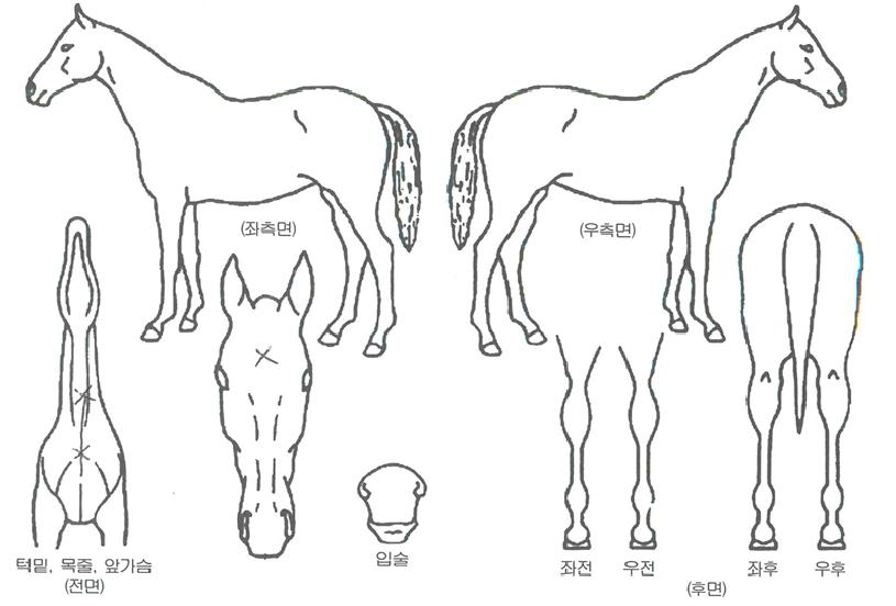 ´ëÂù½ºÀÇ Ãø¸é,¿ì¸é,µÞ¸é,µÎ»ó,´Ù¸®ÀÇ Æ¯Â¡µµÇØ