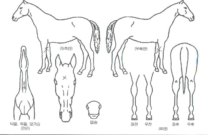 ��������ī�� ����,���,�޸�,�λ�,�ٸ��� Ư¡����