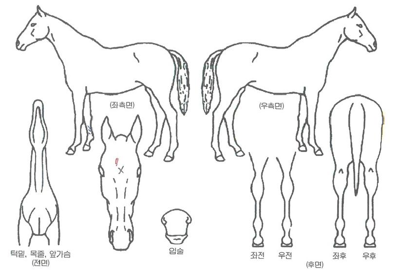 �ε��è���� ����,���,�޸�,�λ�,�ٸ��� Ư¡����