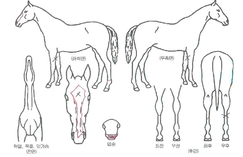 ���������� ����,���,�޸�,�λ�,�ٸ��� Ư¡����