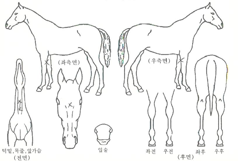 ÄÄÇø®Æ®À§³ÊÀÇ Ãø¸é,¿ì¸é,µÞ¸é,µÎ»ó,´Ù¸®ÀÇ Æ¯Â¡µµÇØ