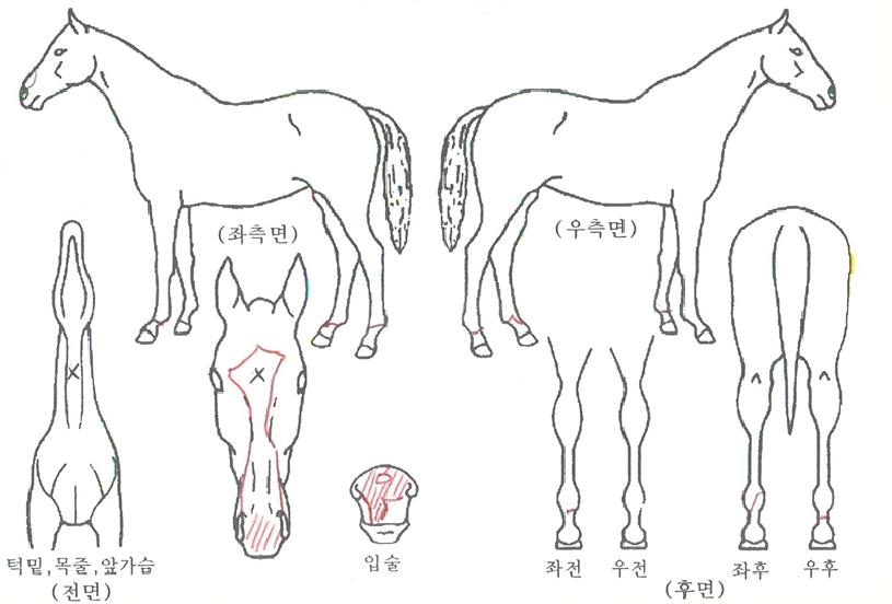 Á¤»ó´ë±æÀÇ Ãø¸é,¿ì¸é,µÞ¸é,µÎ»ó,´Ù¸®ÀÇ Æ¯Â¡µµÇØ