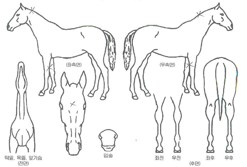 ¸¶ÃµÄ¡·ÐÀÇ Ãø¸é,¿ì¸é,µÞ¸é,µÎ»ó,´Ù¸®ÀÇ Æ¯Â¡µµÇØ