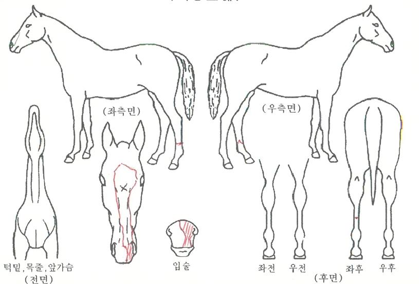 ½ß½ßµ¹ÀÌÀÇ Ãø¸é,¿ì¸é,µÞ¸é,µÎ»ó,´Ù¸®ÀÇ Æ¯Â¡µµÇØ