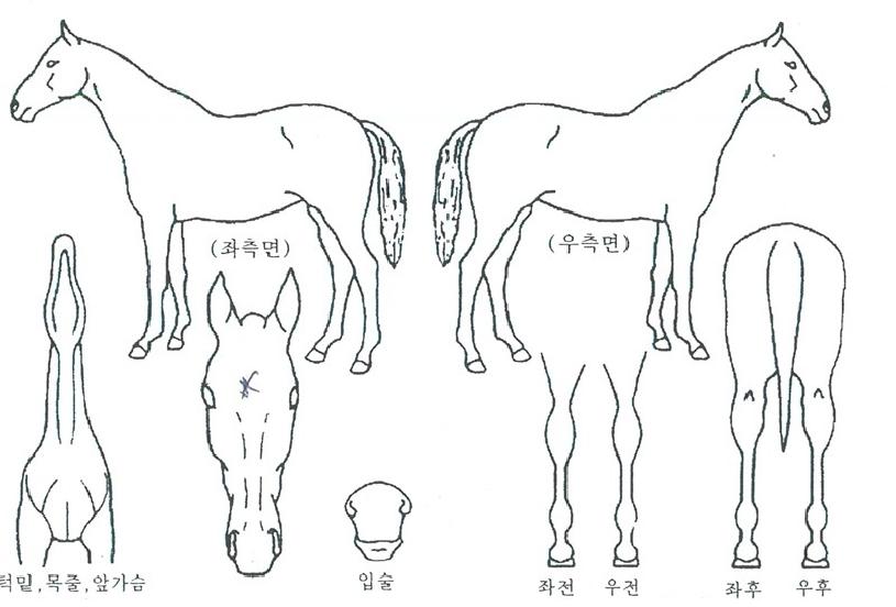 ����Ʈ���� ����,���,�޸�,�λ�,�ٸ��� Ư¡����