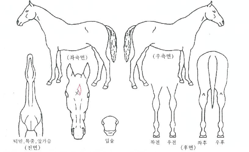 űǺغØÀÇ Ãø¸é,¿ì¸é,µÞ¸é,µÎ»ó,´Ù¸®ÀÇ Æ¯Â¡µµÇØ