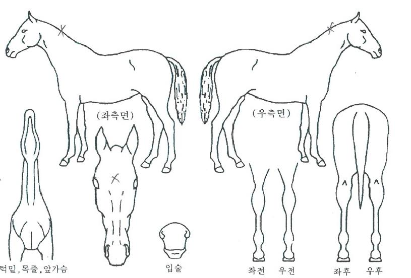 ÀÏ·ùÇØÀÇ Ãø¸é,¿ì¸é,µÞ¸é,µÎ»ó,´Ù¸®ÀÇ Æ¯Â¡µµÇØ