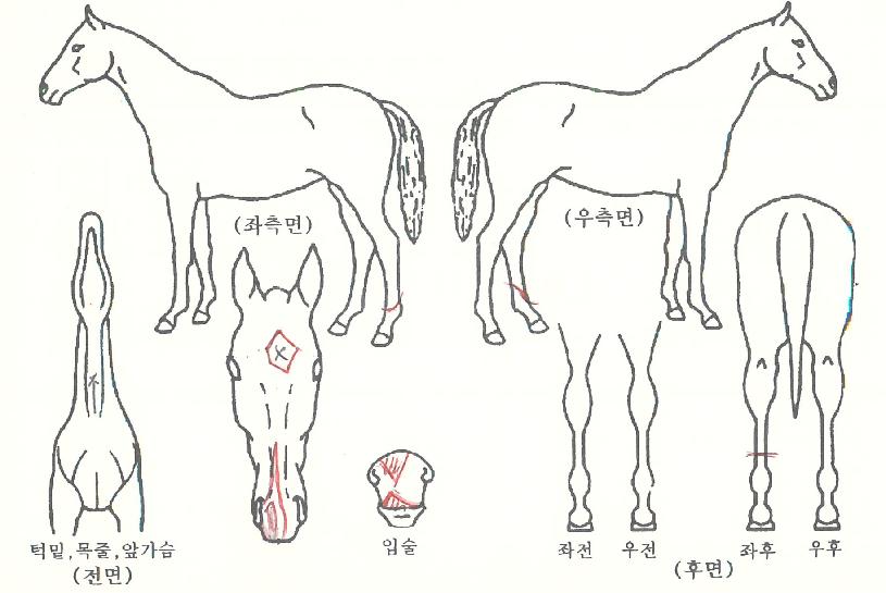 �̽ô뿵���� ����,���,�޸�,�λ�,�ٸ��� Ư¡����