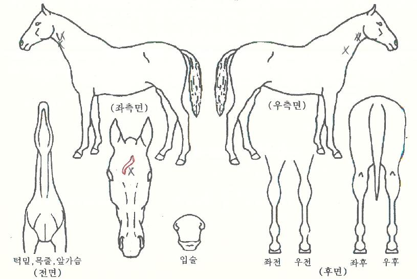 ´ÜºñÀÇ Ãø¸é,¿ì¸é,µÞ¸é,µÎ»ó,´Ù¸®ÀÇ Æ¯Â¡µµÇØ