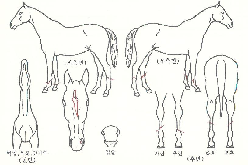 õ°æÀÇ Ãø¸é,¿ì¸é,µÞ¸é,µÎ»ó,´Ù¸®ÀÇ Æ¯Â¡µµÇØ