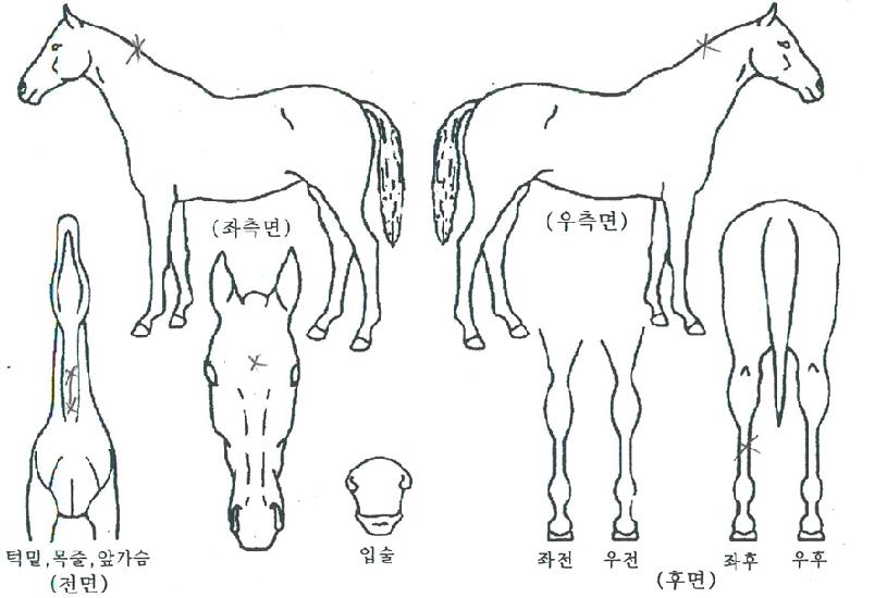 �����ǲ��� ����,���,�޸�,�λ�,�ٸ��� Ư¡����