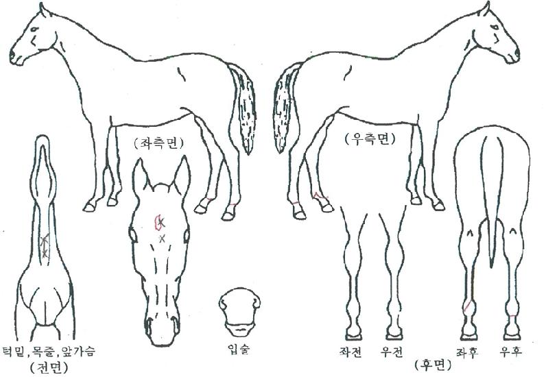 ¼ººÒ¿À¸§ÀÇ Ãø¸é,¿ì¸é,µÞ¸é,µÎ»ó,´Ù¸®ÀÇ Æ¯Â¡µµÇØ