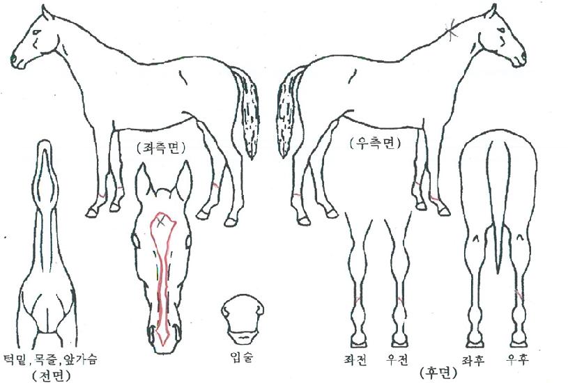 ��Ÿ�����ڸ��� ����,���,�޸�,�λ�,�ٸ��� Ư¡����