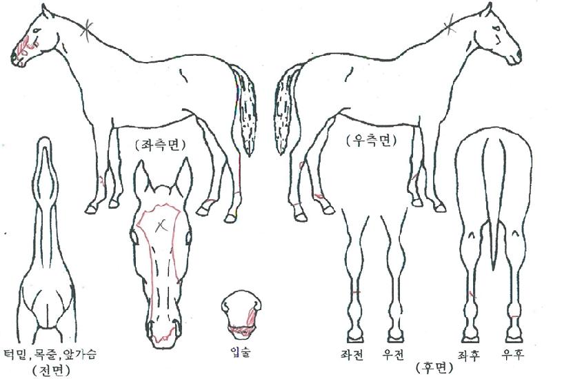 ���帶������ ����,���,�޸�,�λ�,�ٸ��� Ư¡����