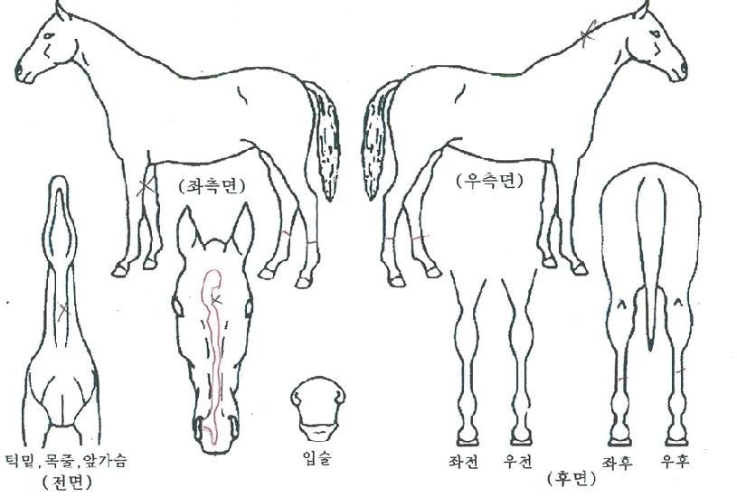 ¾ÆÄí¾ÆÄýÀÇ Ãø¸é,¿ì¸é,µÞ¸é,µÎ»ó,´Ù¸®ÀÇ Æ¯Â¡µµÇØ