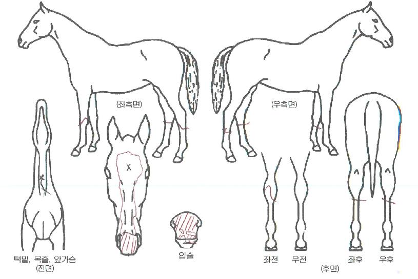 ¾Æ¸§´Ù¿î¿ì½ÂÀÇ Ãø¸é,¿ì¸é,µÞ¸é,µÎ»ó,´Ù¸®ÀÇ Æ¯Â¡µµÇØ