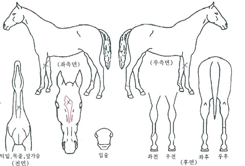 ÇöóÀÌ´õÄýÀÇ Ãø¸é,¿ì¸é,µÞ¸é,µÎ»ó,´Ù¸®ÀÇ Æ¯Â¡µµÇØ
