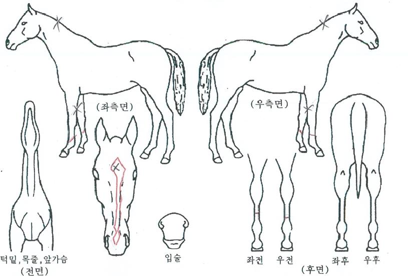 �����ǽ��� ����,���,�޸�,�λ�,�ٸ��� Ư¡����