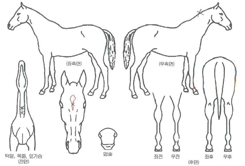 ���밭�� ����,���,�޸�,�λ�,�ٸ��� Ư¡����