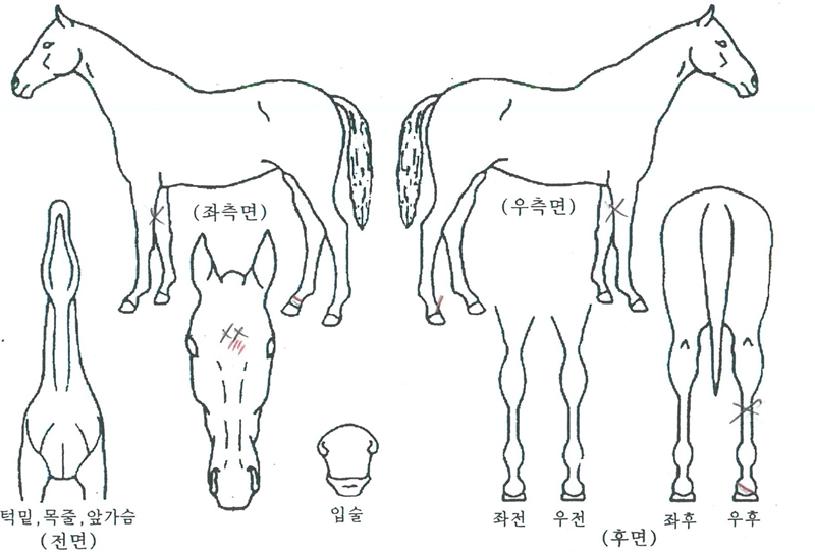 �Ƶ��ڸ��� ����,���,�޸�,�λ�,�ٸ��� Ư¡����