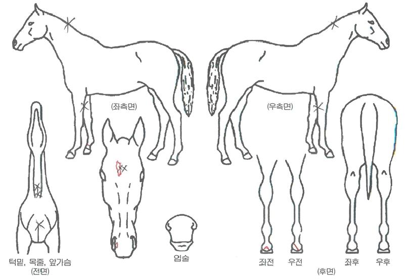 ¿Ã¼Ò¿ì³Ñ¹ö¿øÀÇ Ãø¸é,¿ì¸é,µÞ¸é,µÎ»ó,´Ù¸®ÀÇ Æ¯Â¡µµÇØ