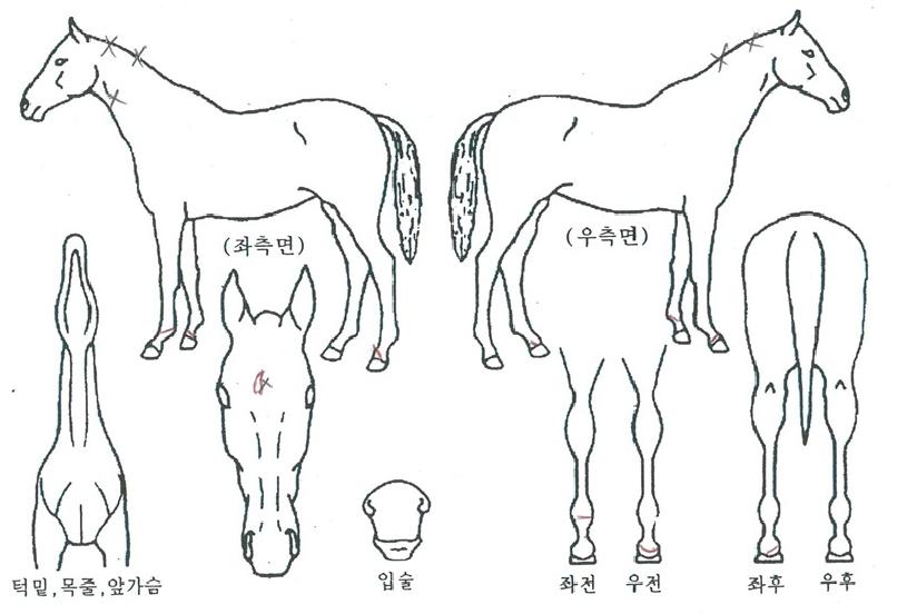 ����������� ����,���,�޸�,�λ�,�ٸ��� Ư¡����