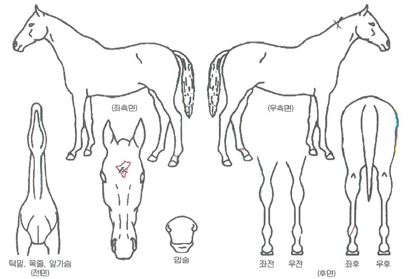 ûÃáèÇÁÀÇ Ãø¸é,¿ì¸é,µÞ¸é,µÎ»ó,´Ù¸®ÀÇ Æ¯Â¡µµÇØ