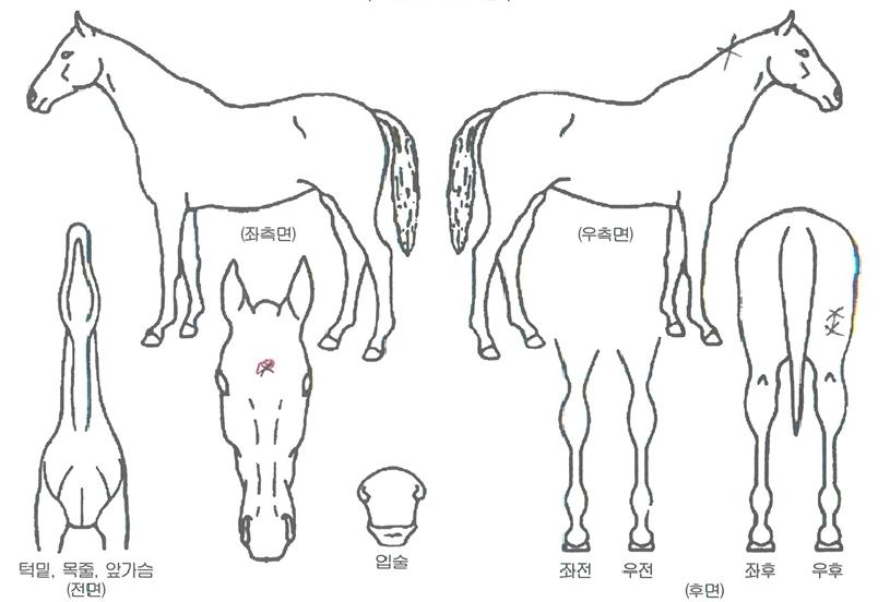 �Ҳ�û���� ����,���,�޸�,�λ�,�ٸ��� Ư¡����